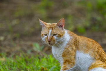 Orange and White Cat Sitting on Grass Outdoors © TranPhuoc