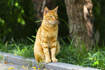 Ginger Tabby Cat Sitting Outdoors by Grass and Trees © TranPhuoc