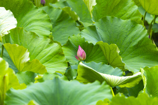 Pink Lotus Bud In Summer Pond With Green Lotus Leaves Spring Summer Travel Atmosphere