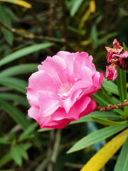 Fototapeta premium Pink Oleander Bloom and Withered Flower in Garden