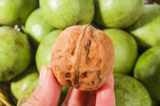 Fresh Walnut in Shell with Green Walnuts, Xinjiang Harvest
