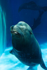 Fototapeta premium Sea Lion Swimming Underwater in a Blue Aquarium