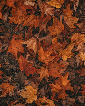 Dense layer of orange and brown autumn leaves covers the ground, creating a rich seasonal texture ideal for fall backgrounds, nature designs, wallpapers and environmental projects.