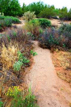 Arizona Desert Arroyo