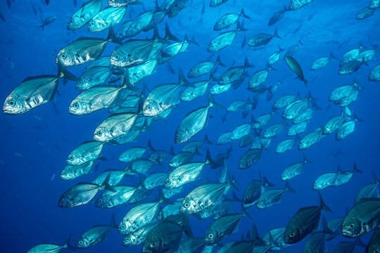 Jack fish swimming in schools around Socorro Island in Mexico