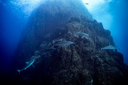 Silvertip sharks at a cleaning station in Socorro Island, Mexico