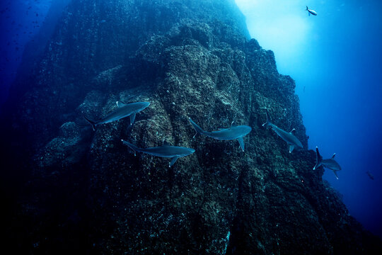Silvertip sharks at a cleaning station in Socorro Island, Mexico