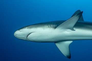 Obraz premium Galapagos shark at cleaning station in Revillagigedo Archipelago