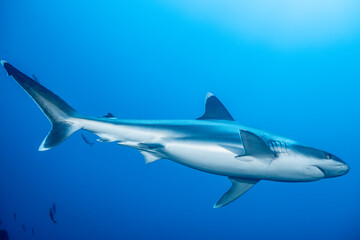 Fototapeta premium Silvertip shark at a cleaning station in Mexico's Revillagigedo Archipelago
