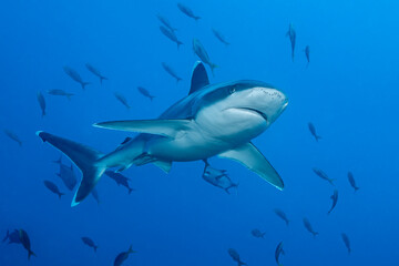 Obraz premium Silvertip shark at cleaning station in Socorro Island, Mexico