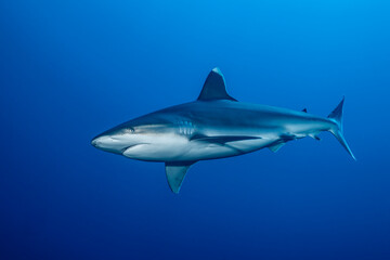 Obraz premium Silvertip shark swimming at cleaning station in Socorro Island