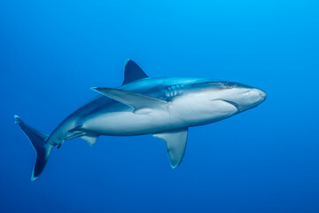 Obraz premium Silvertip shark swimming near cleaning station in Mexico