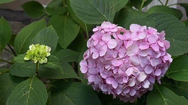 Pink hydrangea flower cluster with lush green leaves offering a natural background