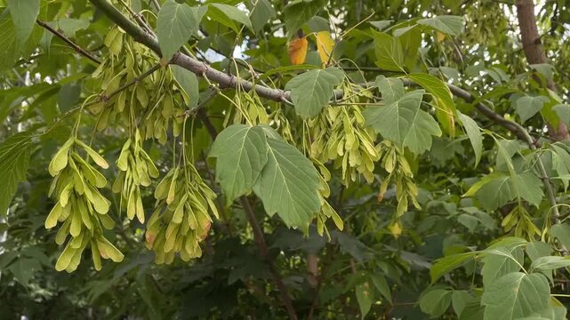 Maple tree branch with green leaves and samaras hanging in a natural outdoor background