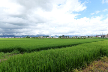 Fototapeta premium Japanese countryside with rice fields and rural landscape