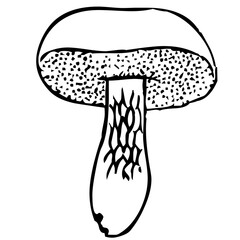 mushroom  © Liza