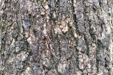 Fototapeta premium Rough grey and brown tree bark texture background with detailed natural wooden cracks.