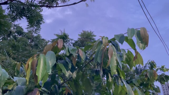  Mango Tree Sapling with Tender New Leaf Flush Under Twilight Sky