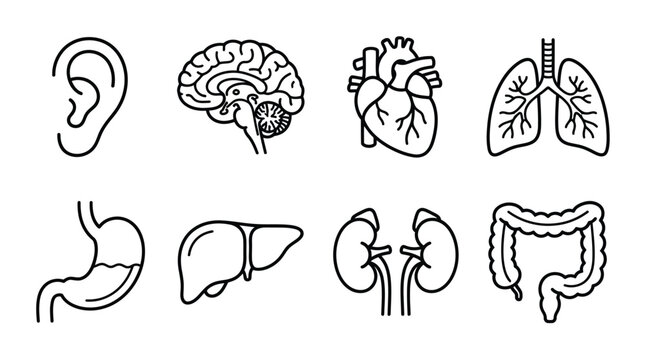 Detailed human internal organs linear set showing heart brain lungs stomach liver kidneys and digestive tract