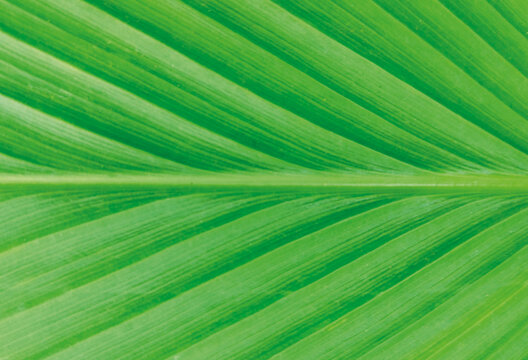 Macro view of fresh green leaf texture showcasing parallel veins and vibrant natural pattern.