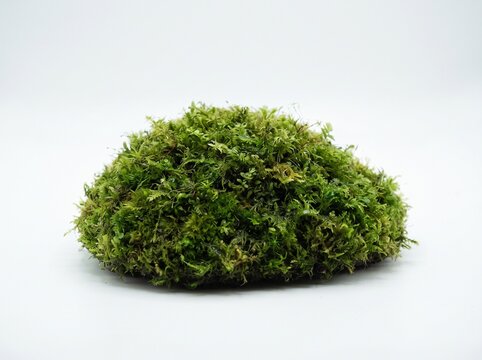 Lush green moss mound
