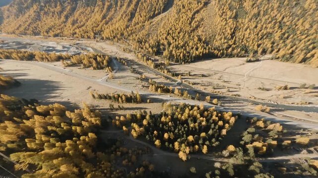 FPV aerial view of Engadin Valley with golden larch trees and winding river in Meggen, Luzern, Switzerland.