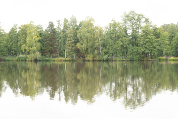 Fototapeta premium reflection of trees in the lake