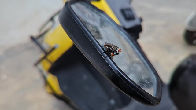 Macro shot of two house flies copulating on the bike mirror during a winter morning