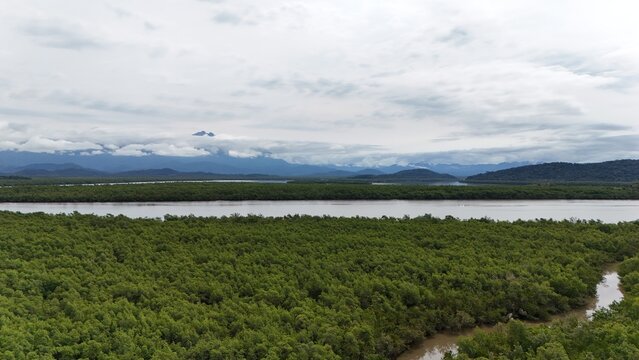 Mangue - Antonina-PR

