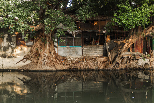 Rustic Canal-Side Dwelling Framed by Banyan Trees in Bangkok