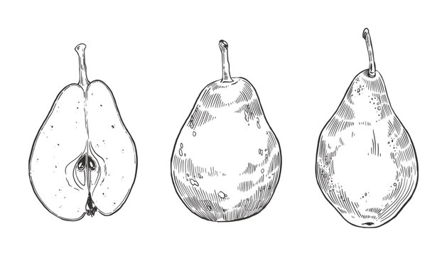 Pears, whole pears, halves of pears, hand-drawn in ink. Vector botanical illustration for recipe book, menu, farmer's market design and organic food concept. Vector illustration