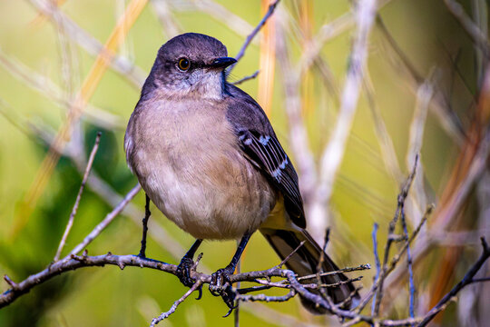 Northern mockingbird (Mimus polyglottos) direct eye contact portrait on branch, Florida