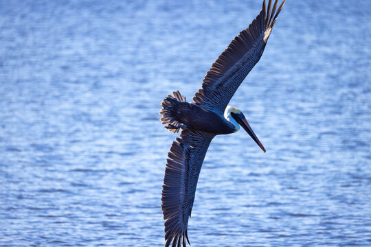 Brown pelican (Pelecanus occidentalis) diving steeply toward water, Florida