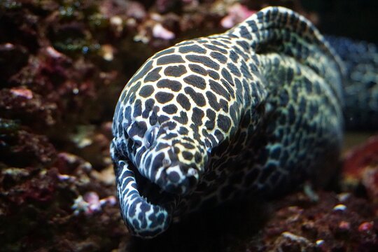 A laced moray or leopard moray eel (Gymnothorax favagineus) pokes its spotted head out of an underwater cave in the Indo-Pacific Ocean.