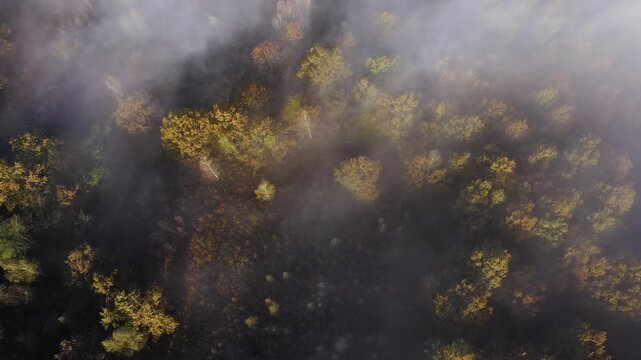 Aerial top down view of autumn misty forest canopy 
