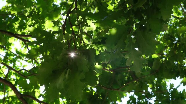 Dappled sunlight filters through dense green leaves. Branches stretch wide, forming natural canopy. Leaves rustle gently in soft breeze. Sunlight glints through gaps in  leafy cover