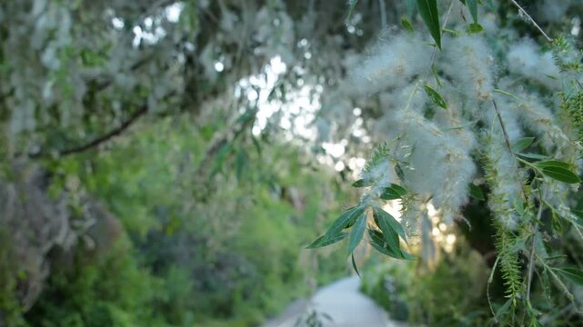 View of willow tree branches covered in fluffy white seeds during summer in Twin Falls County, Idaho, United States.