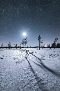 Moonlight Casting Long Tree Shadows Across the Snow
