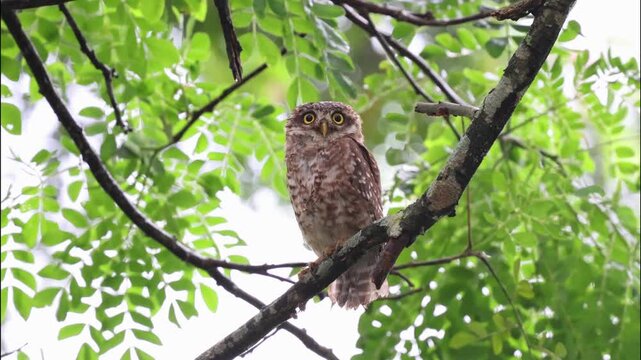 Spotted owlet sitting on a tree.
