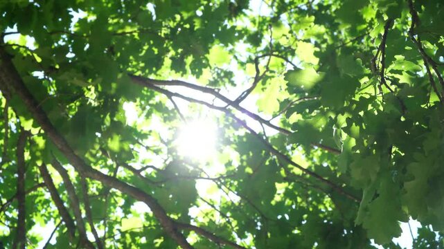 Dappled sunlight filters through dense green leaves. Branches stretch wide, forming natural canopy. Leaves rustle gently in soft breeze. Sunlight glints through gaps in  leafy cover