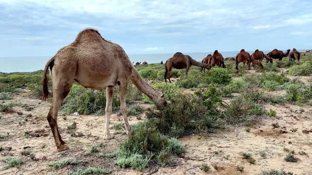 Camels Grazing on the Beach of Tamri, Morocco