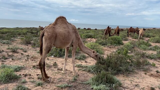Camels Grazing on the Beach of Tamri, Morocco