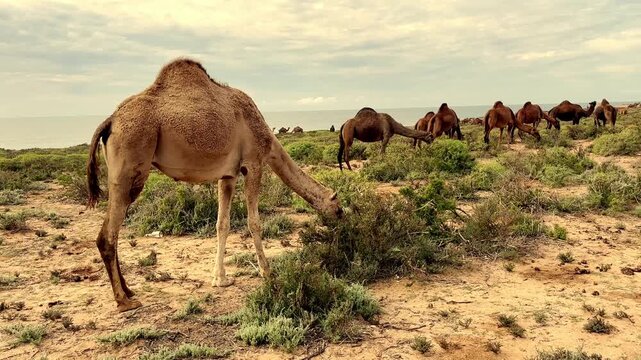 Camels Grazing on the Beach of Tamri, Morocco