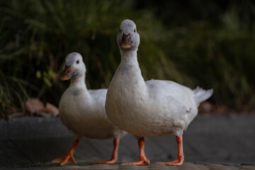 two wild ducks noticing the camera © Taka