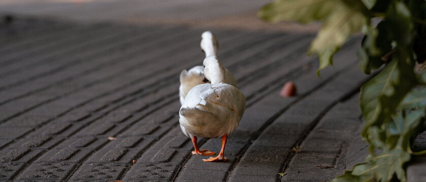 backside view of two ducks walking on the sidewalk pavements