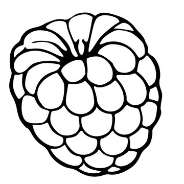 Single raspberry berry isolated vector illustration, black and white outline sketch
