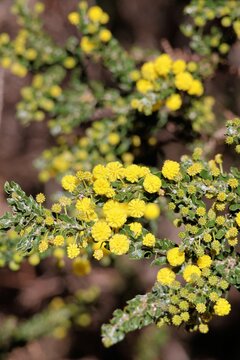 Kangaroo Thorn (Acacia paradoxa) in flower, South Australia