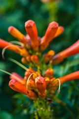 Fototapeta premium Campsis radicans 