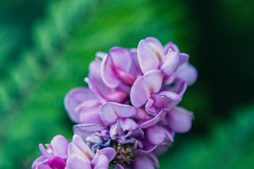 Acacia Robinia hispida is a species of shrub of the genus Robinia (Robinia). Purple flowering plant with delicate petals and green foliage in natural setting © Irina
