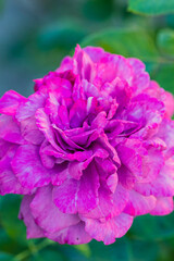 Obraz premium Vibrant pink rose flower with layered petals and intricate details, surrounded by green foliage in a natural garden setting